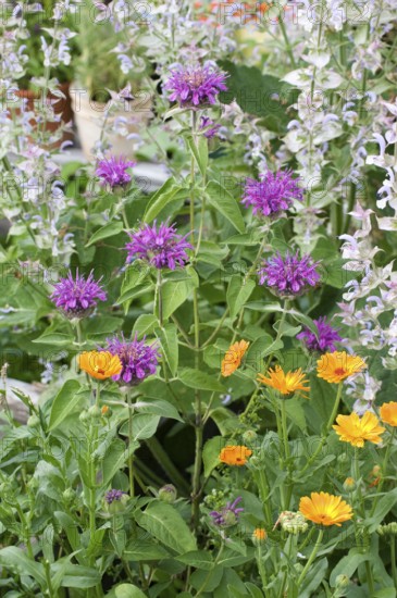 Beebalm (Monarda hybrid)