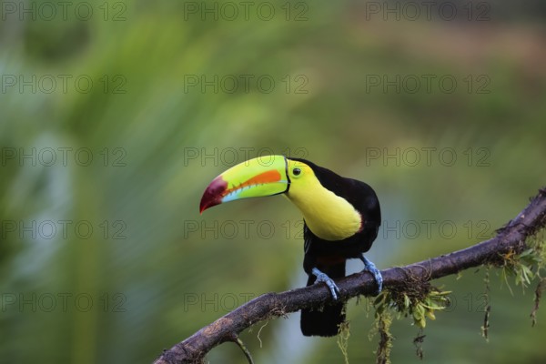 Keel billed toucan in the rainforest sitting on a branch