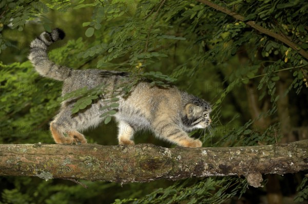 Pallas's cat (otocolobus manul) or Pallas' cat, adult walking on branch