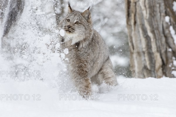 A bobcat hunts for prey in a snowy forest habitat