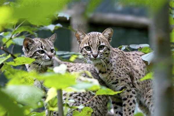 Geoffroy's Cat, oncifelis geoffroyi