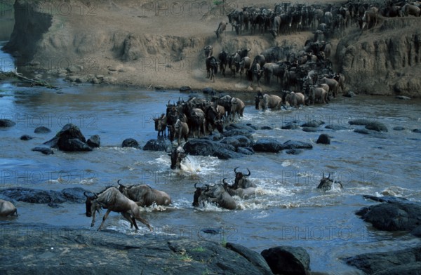 Wildebeest crossing Mara river, Serengeti national park, Tanzania (Connochaetes taurinus), Wildebeest crossing Mara river, Serengeti national park, migration, migration, Tanzania, Africa