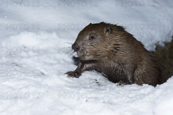 European beaver (Castor fiber), Rosenheim, Bavaria, Germany, Europe