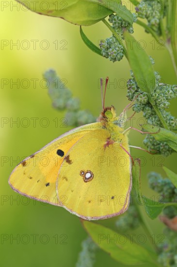 Clouded Yellow, North Rhine-Westphalia, Germany (Colias croceus)
