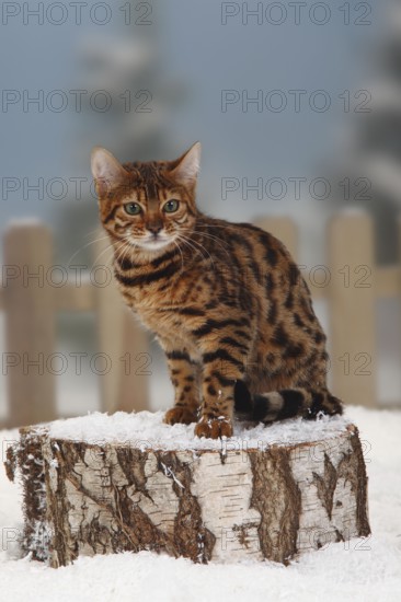 Bengal cat, kitten, 4 months