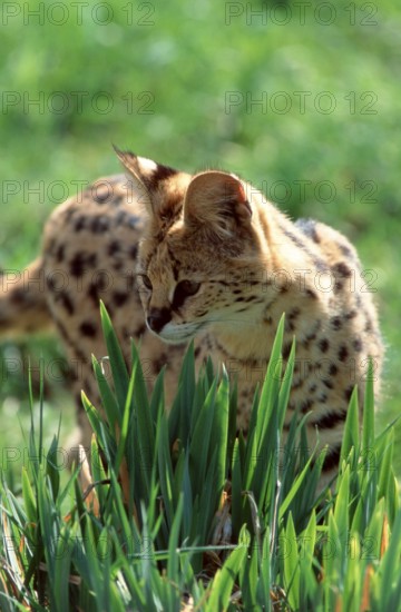 Serval (Felis serval)