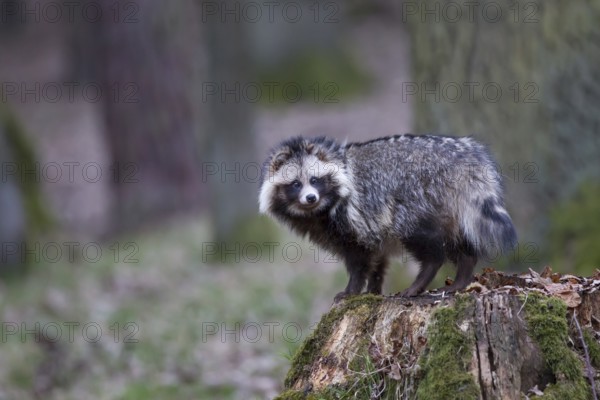 Marderhund, Nyctereutes procyonoides, common raccoon dog