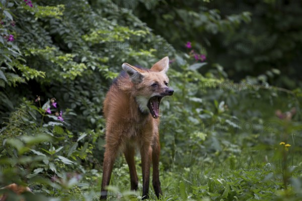 Maned wolf, Chrysocyon brachyurus, maned wolf