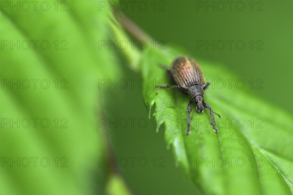 Two-coloured narrow-bellied weevil on a leaf.brown leaf weevil