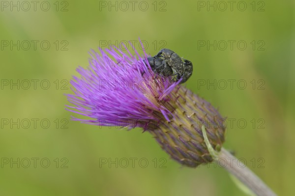 Beetle weevil of a flower in a meadow. Beetle weevil in a meadow knapweed