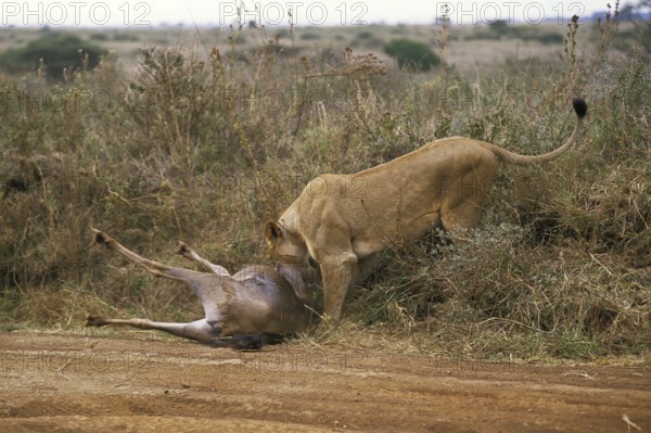 African Lion (panthera leo), Female with a Kill, a Wildebeest, Nairobi Park in Kenya