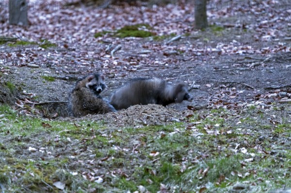 The old badger set has got new co-inhabitants, a pair of raccoon dogs (Nyctereutes procyonoides) lives since a few weeks in the large building system, I could also observe a European Badger