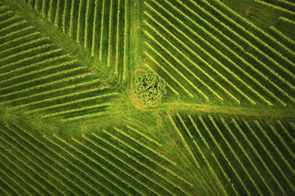 Aerial view at rows of grape vines vineyard South Styria, Austria. Tuscany like landscapes