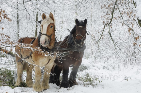Belgian cold-blooded horses, Hülser Bruch, Krefeld, North Rhine-Westphalia, Holzrueckepferde, Holzrückepferde, Germany, Europe