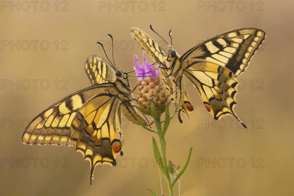 Swallowtail (Papilio machaon) North Rhine-Westphalia, Germany, Europe