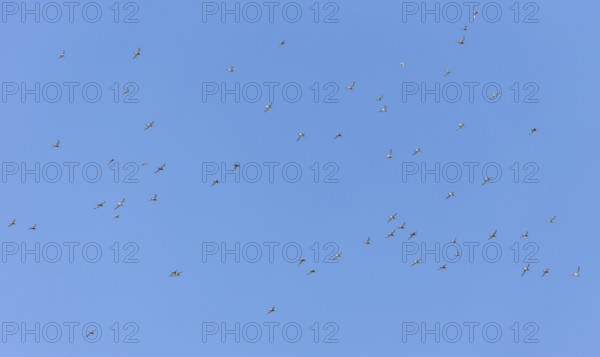 Bar-tailed godwits (Limosa lapponica) in flight over the Wadden Sea off Juist, East Frisian island, Germany. Bar-tailed godwits (Limosa lapponica) in flight over the East Frisian island Juist, Germany, Europe