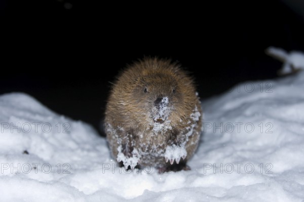 European beaver (Castor fiber), Rosenheim, Bavaria, Germany, Europe