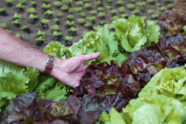Organic farmer holds his lettuce in his hand