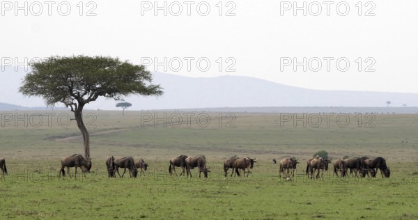 Blue Wildebeest (connochaetes taurinus), Herd during Migration, Masai Mara park in Kenya