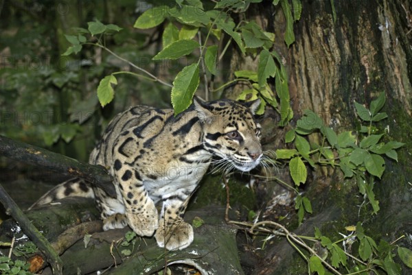 Clouded leopard (neofelis nebulosa), adult in tree