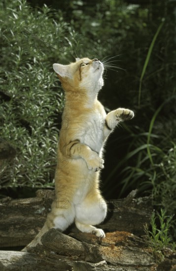 Sand Cat (felis margarita), Adult on Hind Legs