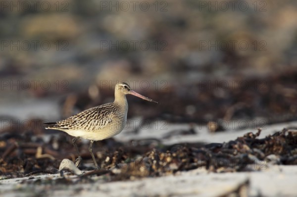 Bar-tailed Godwit (Limosa lapponica) on the beach of Helgoland