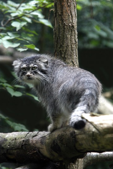 Manul or Pallas's Cat (otocolobus manul), Adult