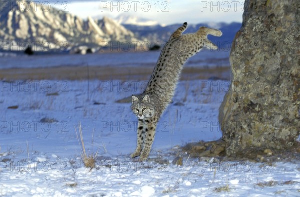 Bobcat (lynx rufus), Adult Jumping from Rock, Canada, North America