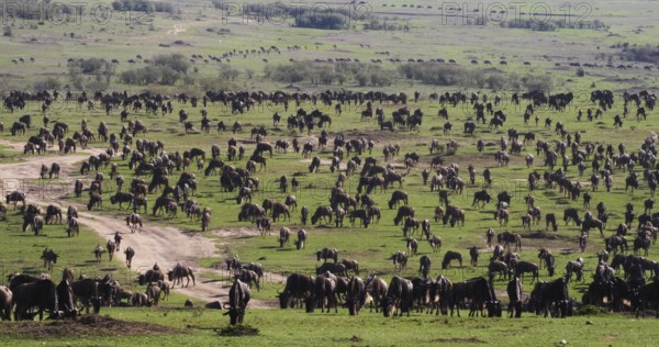 Blue Wildebeest (connochaetes taurinus), Herd during Migration, Masai Mara park in Kenya