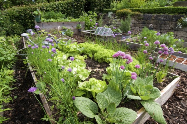 Garden with herbs