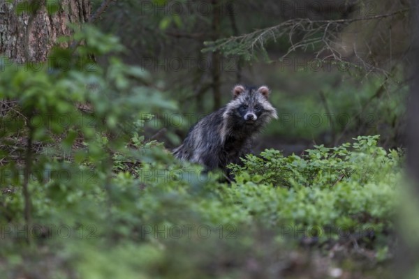 Martenhundfaehe in spring, Raccoon Dog (Nyctereutes procyonoides) female in spring