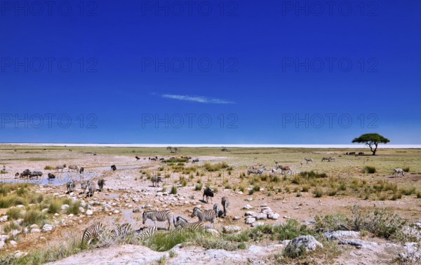 Landscape in Etosha National Park near the Etosha Pan Namibia
