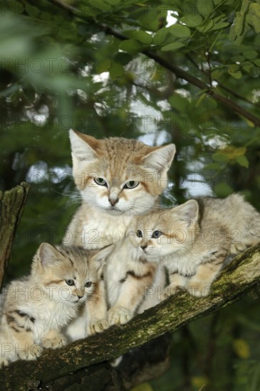 SAND sand cat (felis margarita), MOTHER WITH CUB