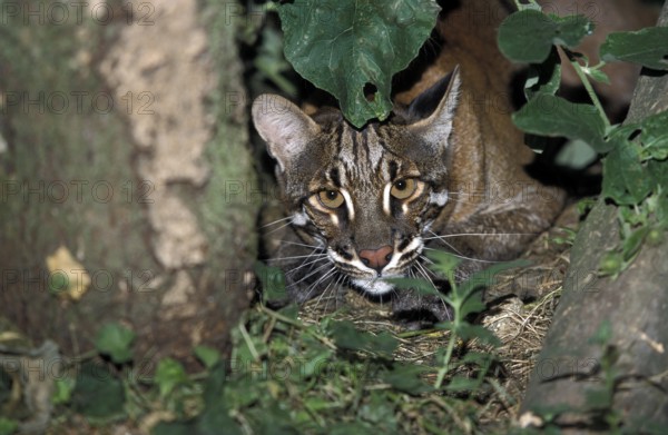 ASIAN GOLDEN CAT OR TEMMINK'S CAT catopuma temmincki, ADULT LAYING DOWN