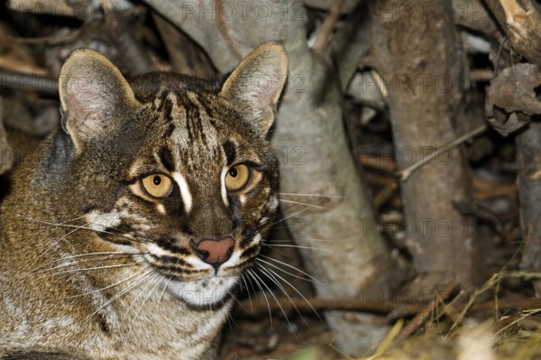 Asian Golden Cat or Temmink's Cat, catopuma temmincki, Portrait of Adult