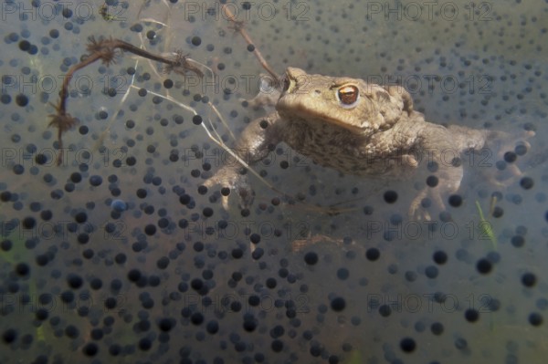 Common toad (Bufo bufo), underwater, spawn, Rhineland-Palatinate, Germany, Europe