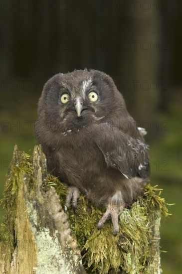 Tengmalm's owl (Aegolius funereus), fledged