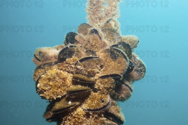 Common (Mytilus edulis) Mussels, Istria, Adriatic Sea, Croatia, Europe