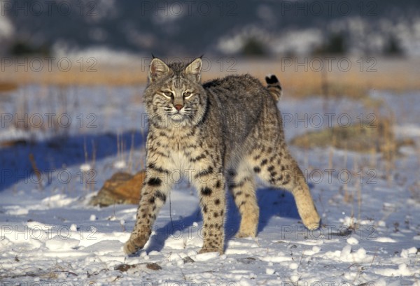 BOBCAT (lynx rufus), ADULT STANDING ON SNOW, CANADA