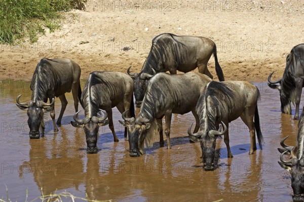 Blue Wildebeest (connochaetes taurinus), Herd drinking at Water Hole, Masai Mara Park in Kenya