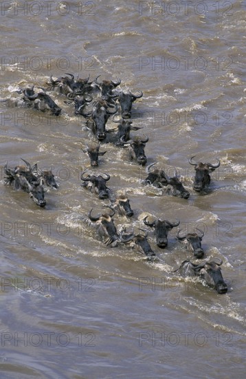 Blue Wildebeest (connochaetes taurinus), Herd crossing Mara River during Migration, Masai Mara Park in Kenya