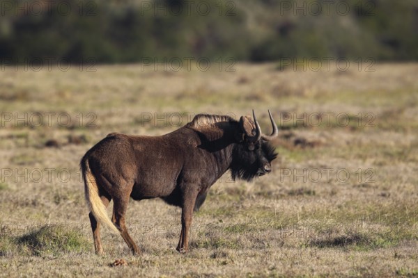 White-tailed gnu (Connochaetes gnou) in Amakhala Game Reserve, South Africa. White-tailed wildebeest in Amakhala Game Reserve, Eastern Cape, South Africa, Africa