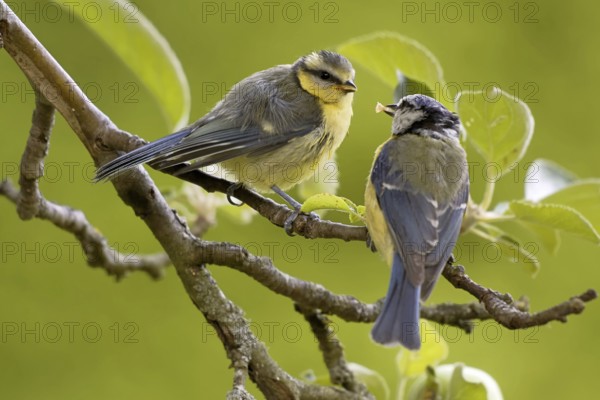 Blue tit feeds offspring