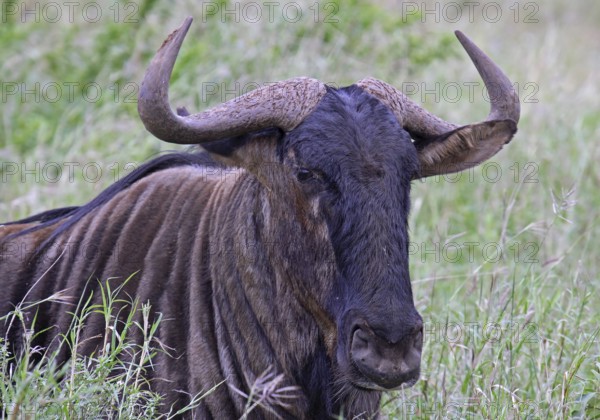 Blue wildebeest (Connochaetes taurinus), S