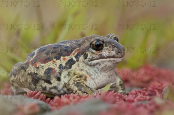 Common spadefoot (Pelobates fuscus) Rhineland-Palatinate, Germany, Europe