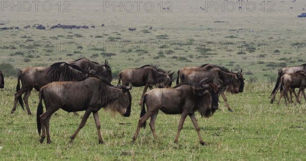 Blue Wildebeest (connochaetes taurinus), Herd during Migration, Masai Mara park in Kenya