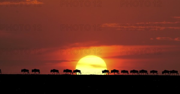 Blue Wildebeest (Connochaetes taurinus) at Sunset, Masai Mara Park in Kenya