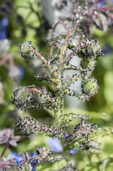 A swarm of flying ants gather on a floral plant