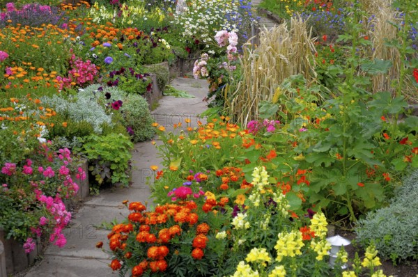 Baden-Württemberg, Black Forest cottage garden, perennial garden, various garden flowers, wheat in cottage garden