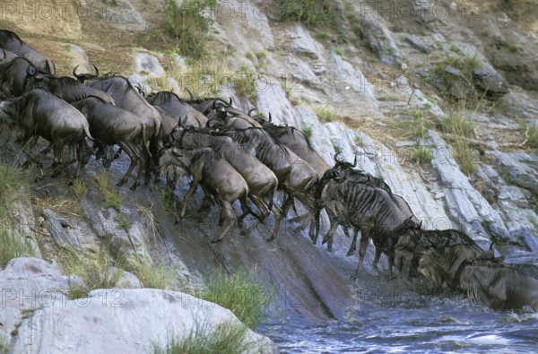Blue Wildebeest (connochaetes taurinus), Herd crossing Mara River during Migration, Masai Mara park in Kenya